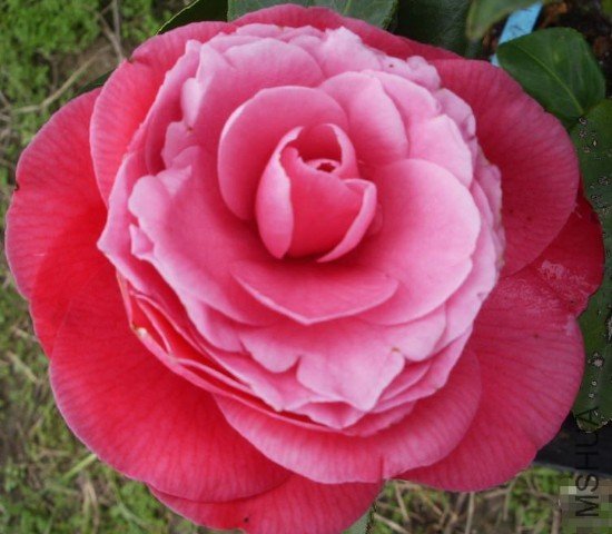 ����õ�壨Rosea Plena��_����.jpg