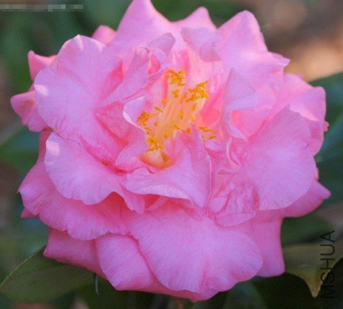 ɺ���챴�٣�Betty Sheffield Coral��_����.jpg