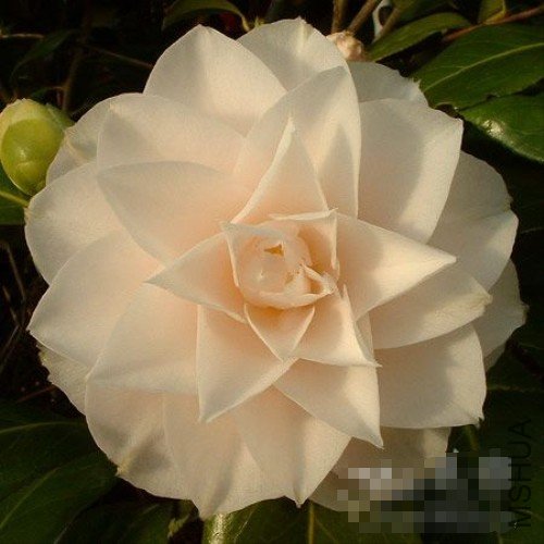 s Blush)_����.jpg