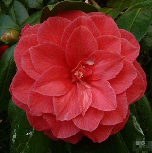 ��ά��C.M. Hovey��_����.jpg