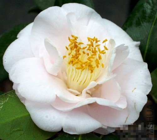 ��ά˹���ˣ�Mrs D.W. Davis��_����.jpg