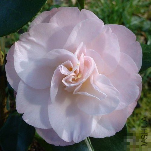 ͢˹����ʿ��Dr. Tinsley��_����.jpg