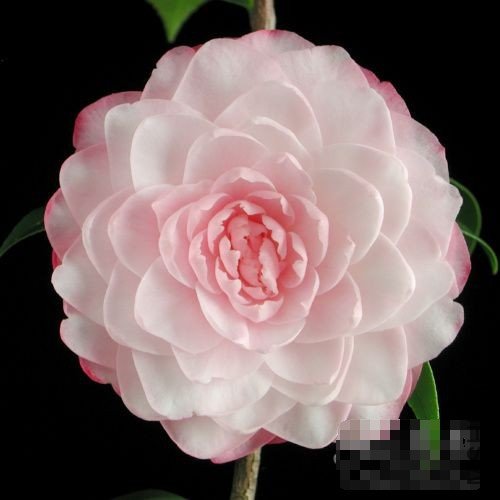 s Pearl��_����.jpg