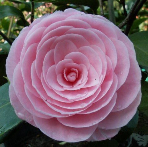 ���첨����Pearl Maxwell_����.jpg