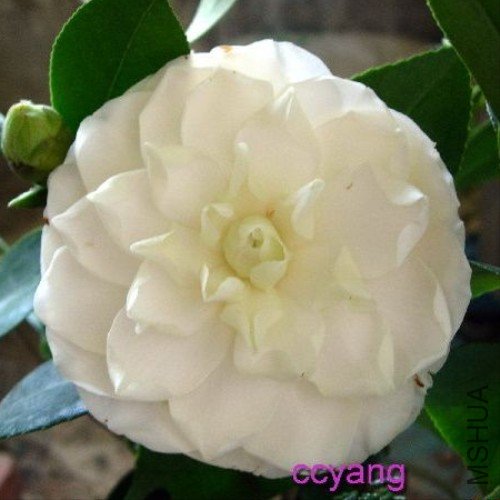 ������������Ragland Supreme���̰�ɫ_����.jpg