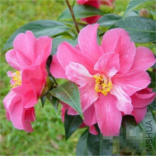 ɺ���֣�Coral Delight��_����.jpg