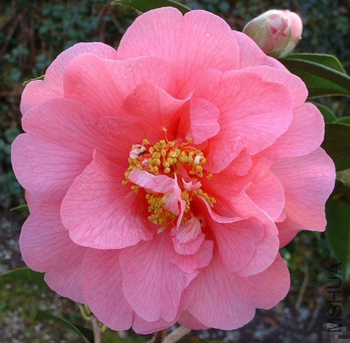 һ��������Elegant Beauty_����.jpg