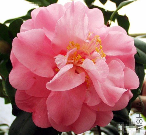 ���ִMelinda Hackett���ۺ�ɫ_����.jpg