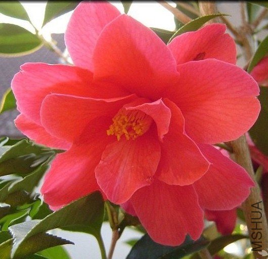 ����֮��Freedom Bell��_����.jpg