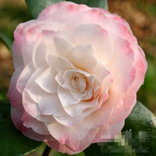 Īŵ����У��Commander Mulroy��_����.jpg