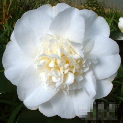 ��濣�Shiro Chan��_����.jpg