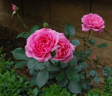 DSC_0002.JPG