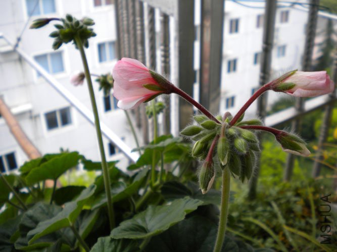 DSCN0127.JPG
