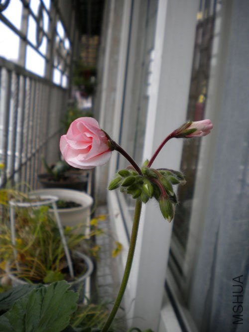 DSCN0136.JPG