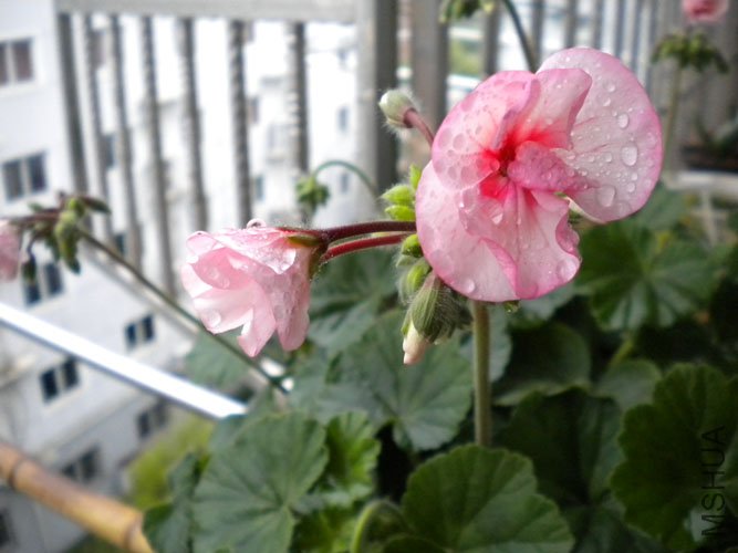 DSCN0140.JPG
