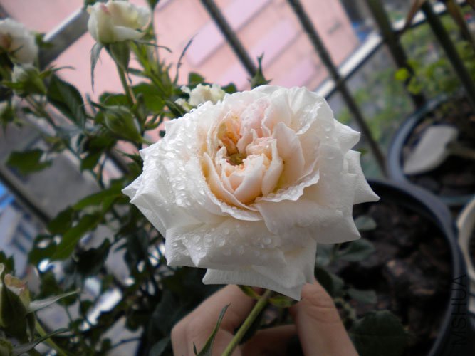 DSCN0146.JPG