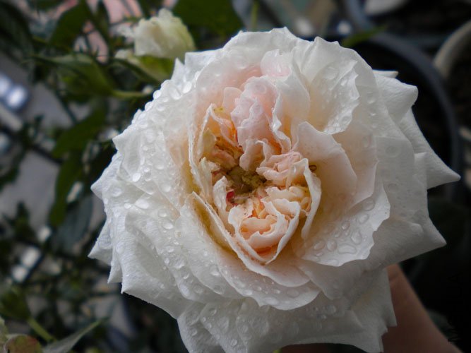 DSCN0150.JPG