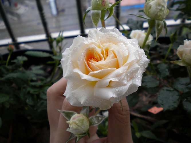DSCN0147.JPG