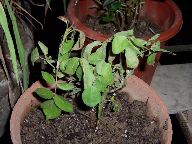 100_2283.jpg