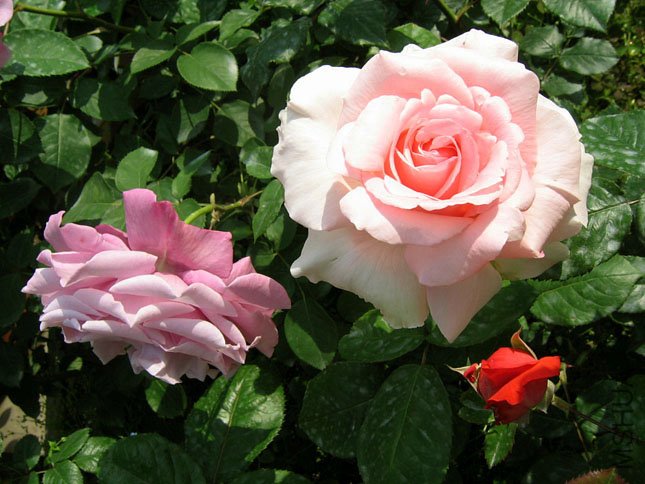 С���ͱ����� (1).JPG