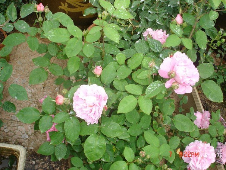 ��Ƭ2010,5,10 001.jpg