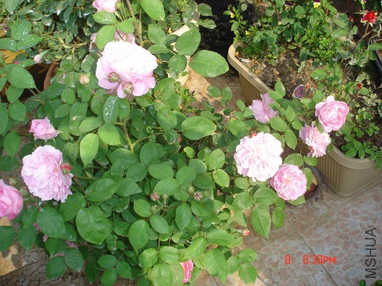 ��Ƭ2010,5,10 011.jpg