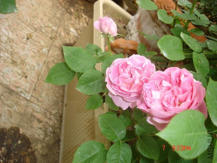 ��Ƭ2010,5,10 003.jpg