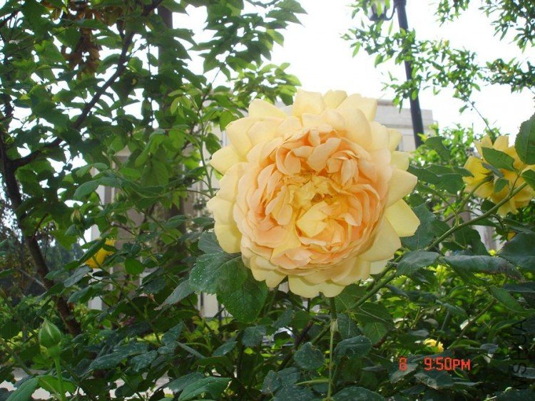 ��Ƭ2010,5,10 016.jpg