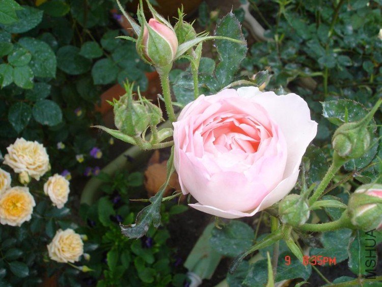 ��Ƭ2010,5,10 020.jpg