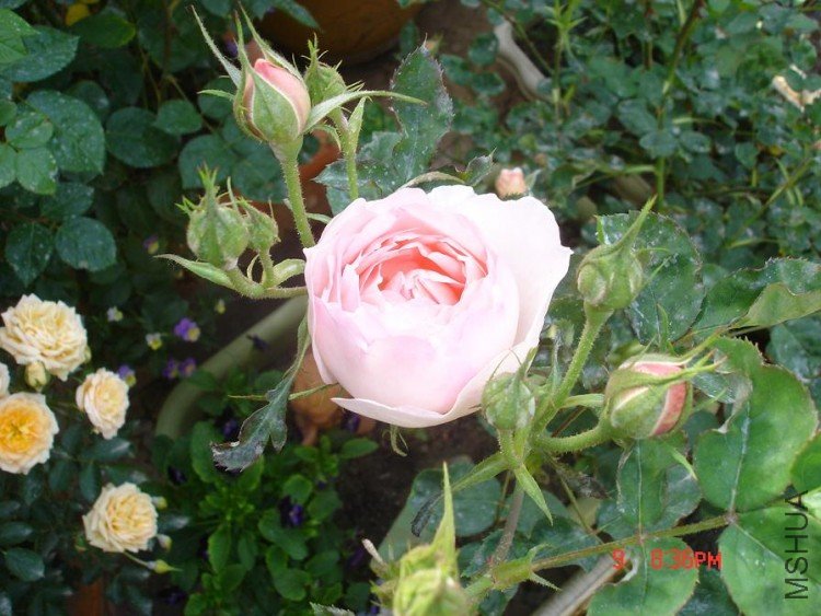 ��Ƭ2010,5,10 021.jpg