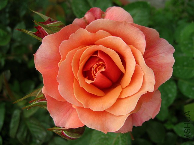 ������ (1).JPG