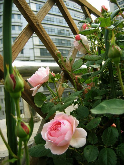 ������N��ͷ��ת�������棬�͸��ҿ���P�ɡ�����