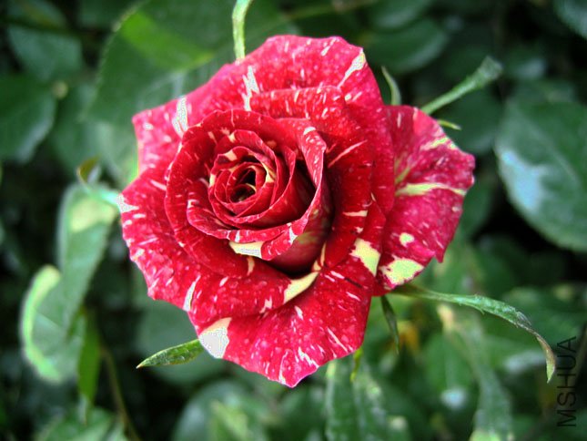 ������ (1).JPG