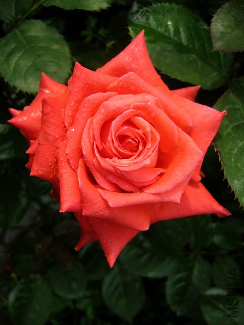 ���� ������ (1).JPG