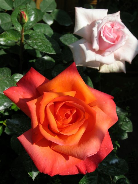 ���� ����.JPG