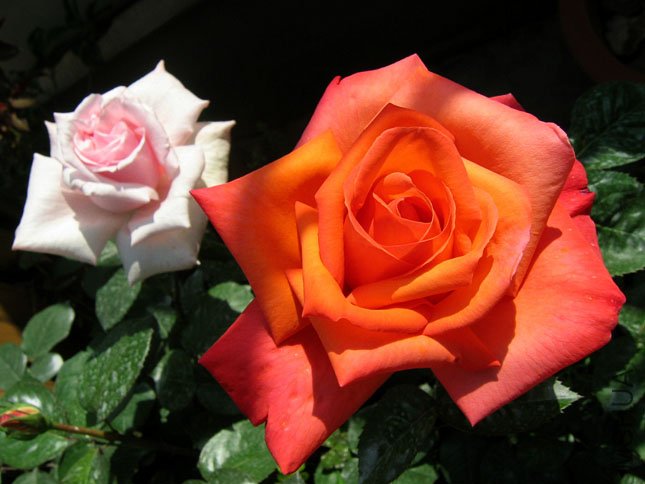 ���� ���� (1).JPG