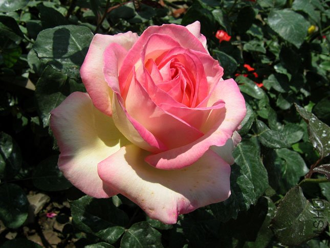 ���� (1).JPG