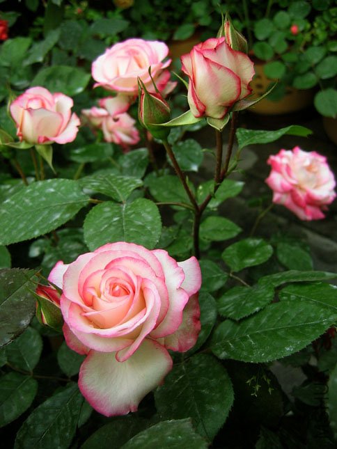 ���� (1).JPG