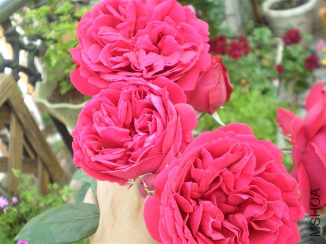 http_imgload21.jpg