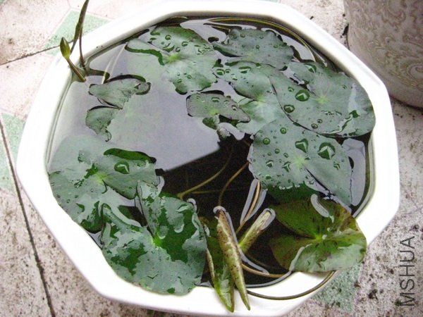 ����һ��Ҷ��Ŷ