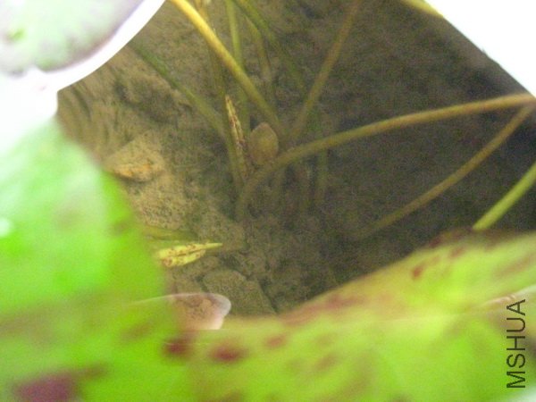 �����ף�