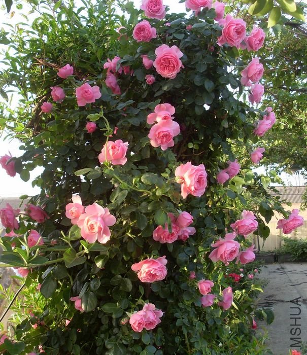 SL380756.JPG