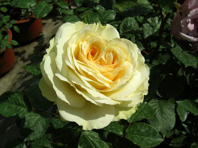 ���� ���� (1).JPG