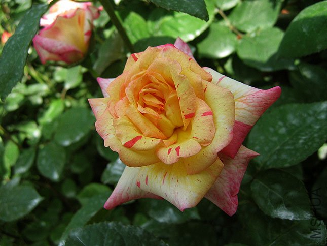 ���� (1).JPG