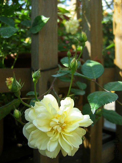 ̽����һС��֦����ѩ�졣��