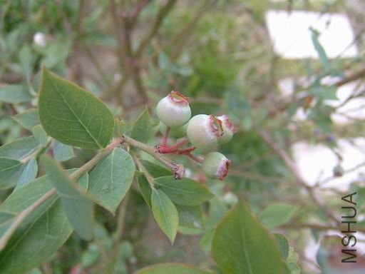 ������С lm-11.JPG