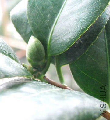 ����ī�Ļ���