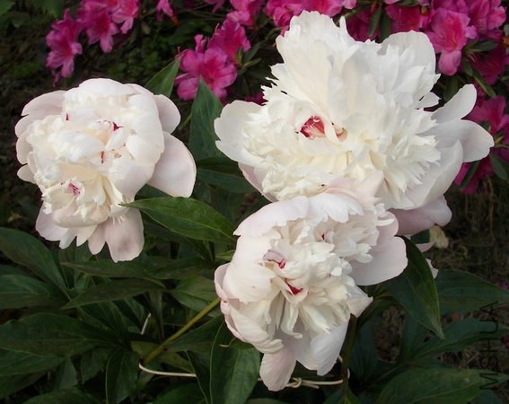 ��֬����