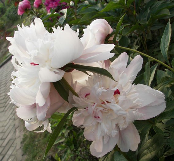 ��֬����