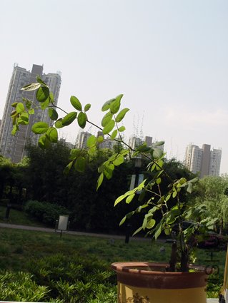 DSC00850.jpg